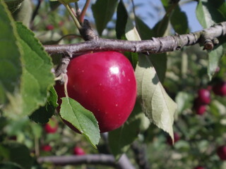 娘が就職した軽井沢に行ってきました。サンローソを走ったら光かがやいていました