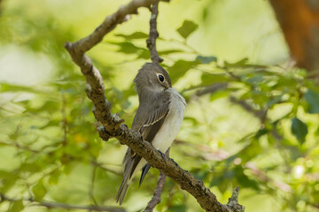 胸の羽根を繕うコサメビタキ