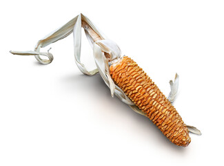 Seasonal food, dried corn, corncob, isolated against a white background.