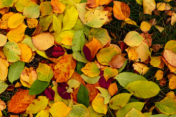colorful leaves, red, golden, yellow, green background and texture of autumn leaves. Autumn, September, October, November, Halloween