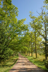 Fototapeta na wymiar Dirt road among green trees on a clear summer day, vertical photo