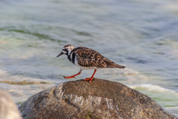 Ruddy Turnstone (Arenaria interpres) feeding on algae on a rock by the sea