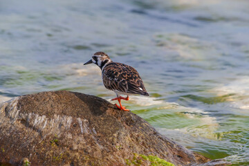Ruddy Turnstone (Arenaria interpres) feeding on algae on a rock by the sea