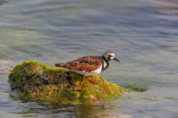 Ruddy Turnstone (Arenaria interpres) feeding on algae on a rock by the sea