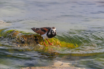 Ruddy Turnstone (Arenaria interpres) feeding on algae on a rock by the sea