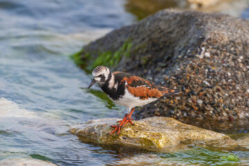 Ruddy Turnstone (Arenaria interpres) feeding on algae on a rock by the sea