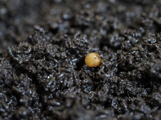 Cocoon of compost worm vermicompost biohumus product
