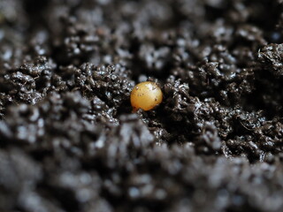 Cocoon of compost worm vermicompost biohumus product