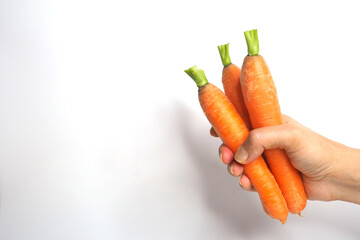 Carrot. Bunch of carrots in hand. Vegetables. Isolated on white. Space to write your text