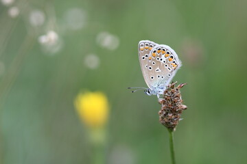 butterfly on a flower