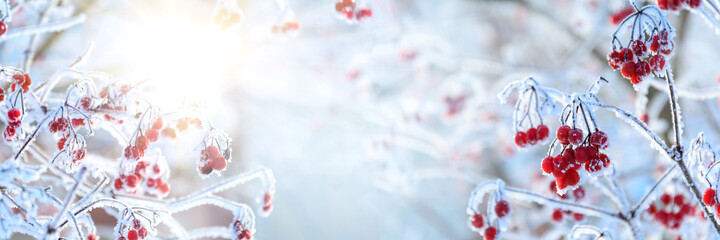 Frosted red berries of guelder rose or viburnum covered in snow. Christmas celebration concept. Soft focus