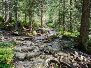 forest and water