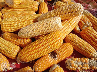 Fototapeta na wymiar Corn cobs without leaves. Ears of sweet fresh ripe corn. Pile or group or collection of maize Corn are scattered on the ground (Drying in the hot sun) after harvesting. Top view. Food concept