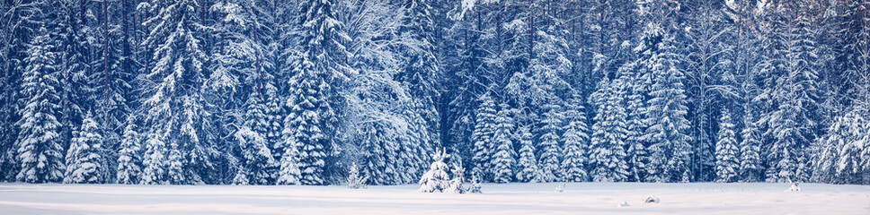 Panoramic view of beautiful winter forest