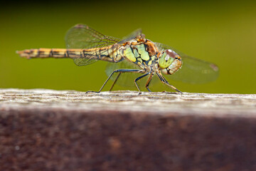 Common Darter (Sympetrum striolatum), female, side on on wooden fance