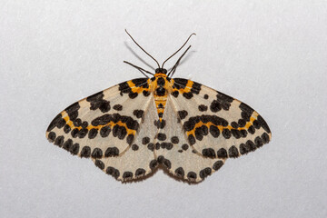 Magpie Moth (Abraxas grossulariata) black, white and yellow moth, isolated on a clean background.
