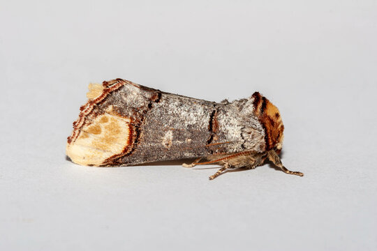 Buff-Tip (Phalera bucephala) moth, looks like fake piece of wood facing left.