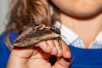 Privet Hawkmoth (Sphinx ligustri) sat on a young girls hand showing its size very well.