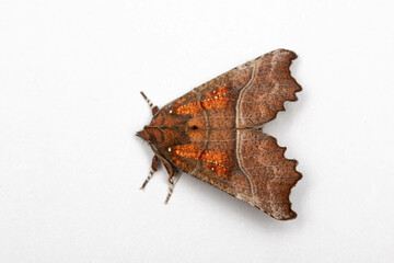 The Herald (Scoliopteryx libatrix) isolated on clean white background, facing left