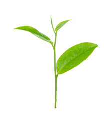 green tea leaf isolated on white background