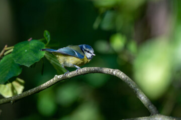 Blue Tit through undergrowth, perched on a branch, ring on its leg.