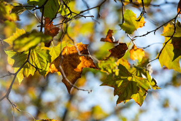 Autumn foliage in Berlin