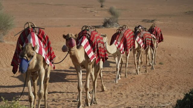 camel caravan in the desert in slow motion