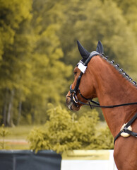 Braunes Pferd sieht in die Ferne am Reitturnier © sabrina