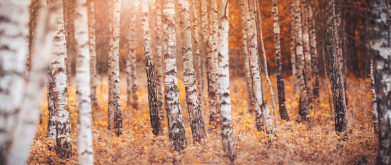 Beautiful birch forest on the yellow sunny background.