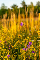 Close up vertical photo of field of flowers at summer evening. Purple wild bellflowers and grass in the meadow during sunset. Wildflowers growing in field