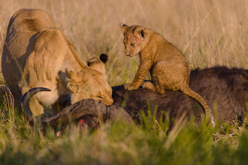 lion cubs playing with each other in Masai Mara, Kenya