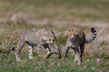 two cheetah cubs exploring the savannah in Masai Mara, Kenya