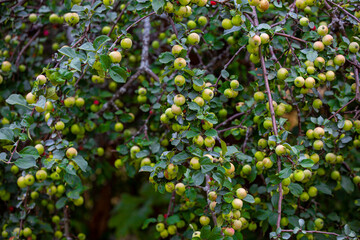 Horizantal  picture of bent apple tree branches with fruits