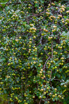 Vertical  picture of bent apple tree branches with fruits