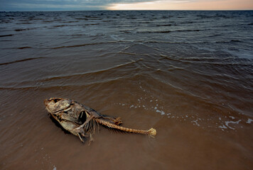 Remains of dead fish on the beach