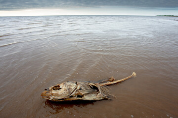 Remains of dead fish on the beach