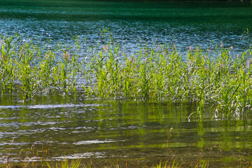 Fresh green reed growing at a lakeshore in the bavarian alps