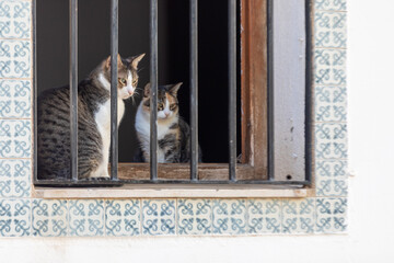 Two cats in window