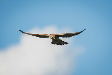 Turmfalke Nahaufnahme