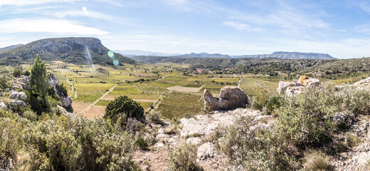 Les vignes de Vingrau