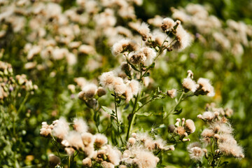 Cirsium arvense flowers after flowering in the sunset light, soft focus