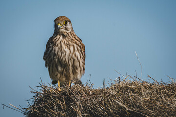 turmfalke, falke, kestrel, vogel, bird, greifvogel, raptor, fliegen, feder, feather, schnabel, flügel, jagen, hunt, natur, wild lebende tiere, wild, gras, tier, braun, park, green, flughafen, tempelho