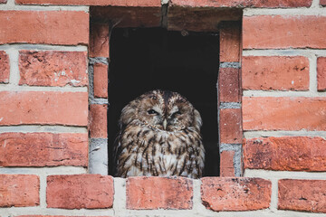 Waldkauz in Fenster
