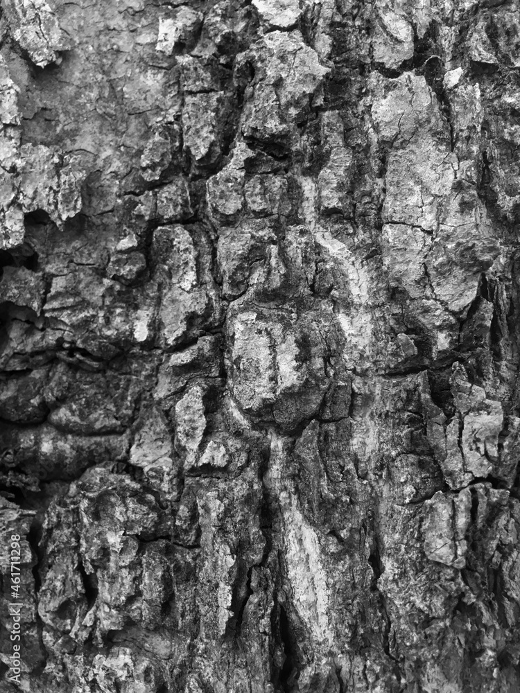 Poster the texture of a bark in abstract. the surface of the tree trunk in grey color. the natural texture 