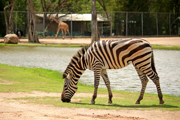 Fototapeta na wymiar beautiful zebra in the meadow