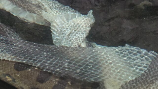 Green anaconda (Eunectes murinus) in the water. Shedding and molting of snake skin. Snake scale.