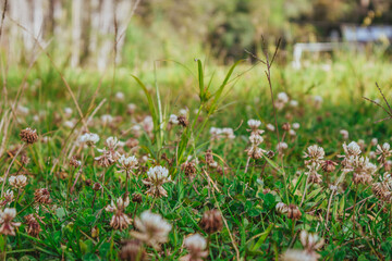 Hermosas campos de flores