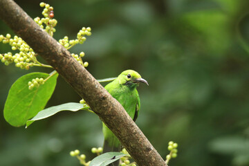 Leafbird on a branch in a tropical jungle, Thailand.
