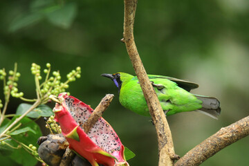 Leafbird on a branch in a tropical jungle, Thailand.