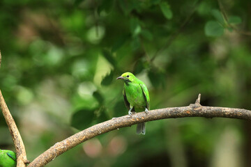 Leafbird on a branch in a tropical jungle, Thailand.